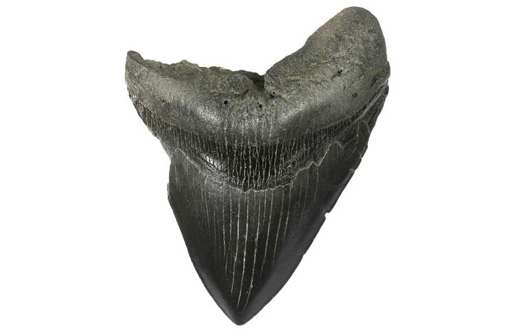 Bargain, Fossil Megalodon Tooth - South Carolina #168878